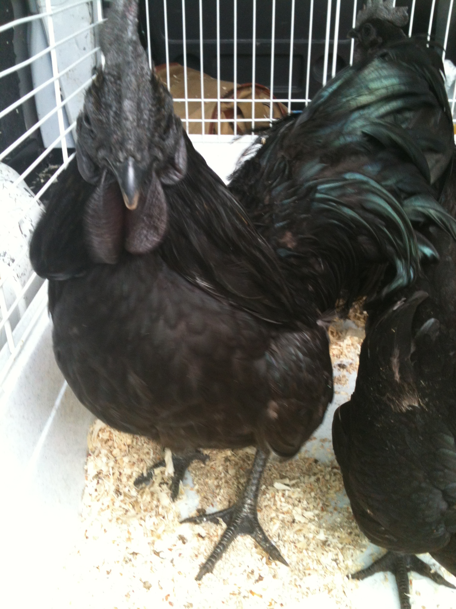 ayam cemani cockrel