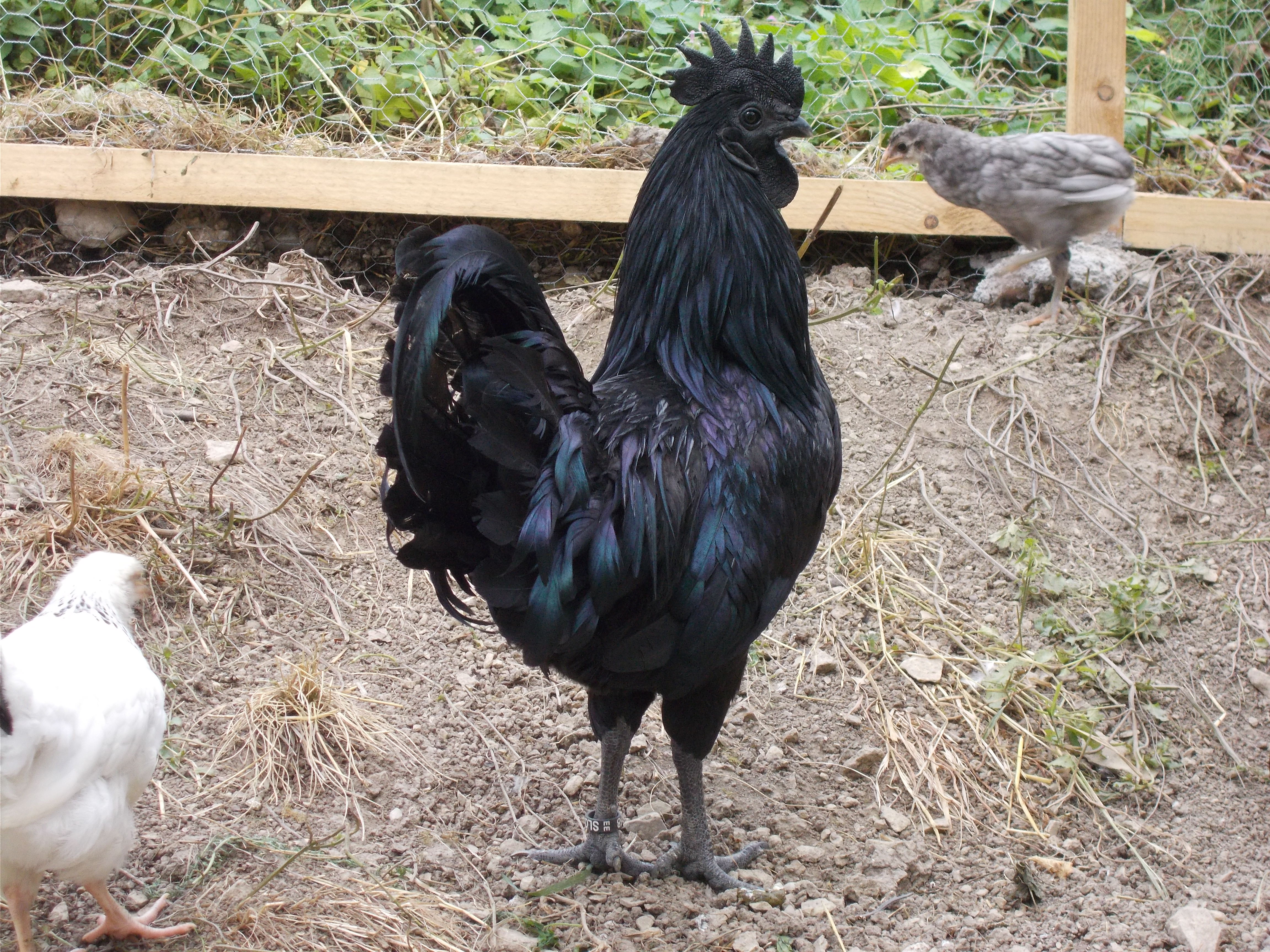 Ayam cemani rooster