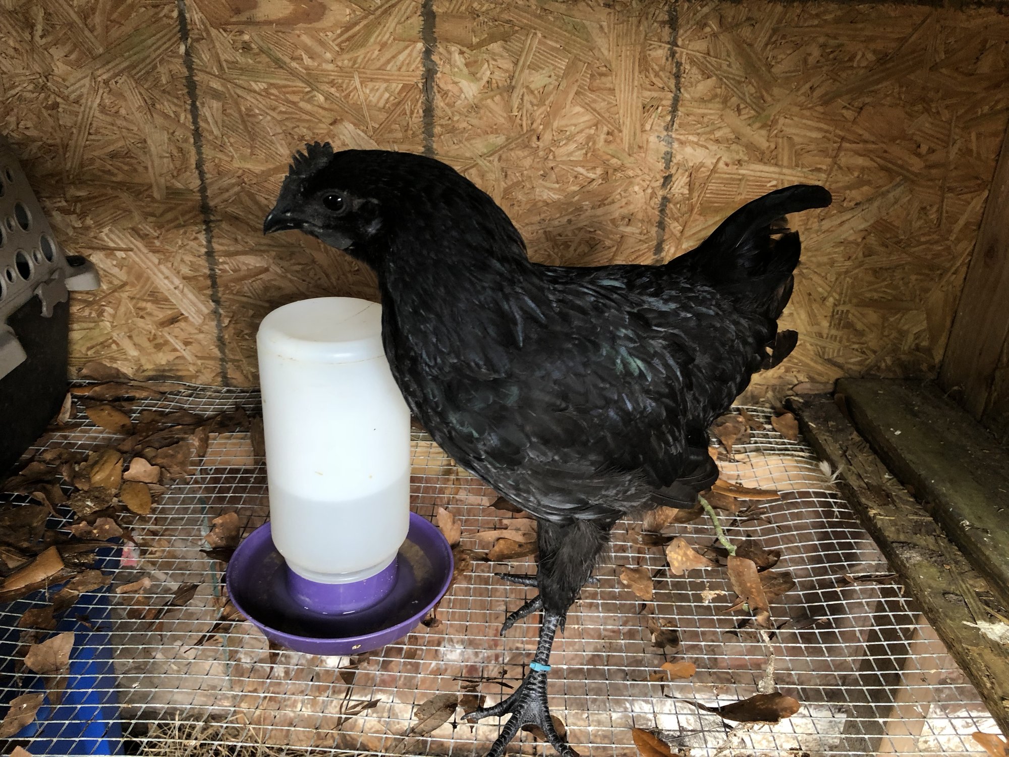 Ayam Cemani