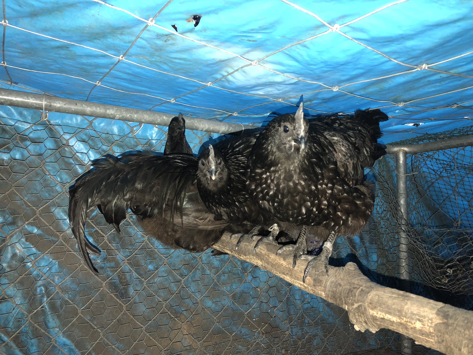 Ayam Cemani