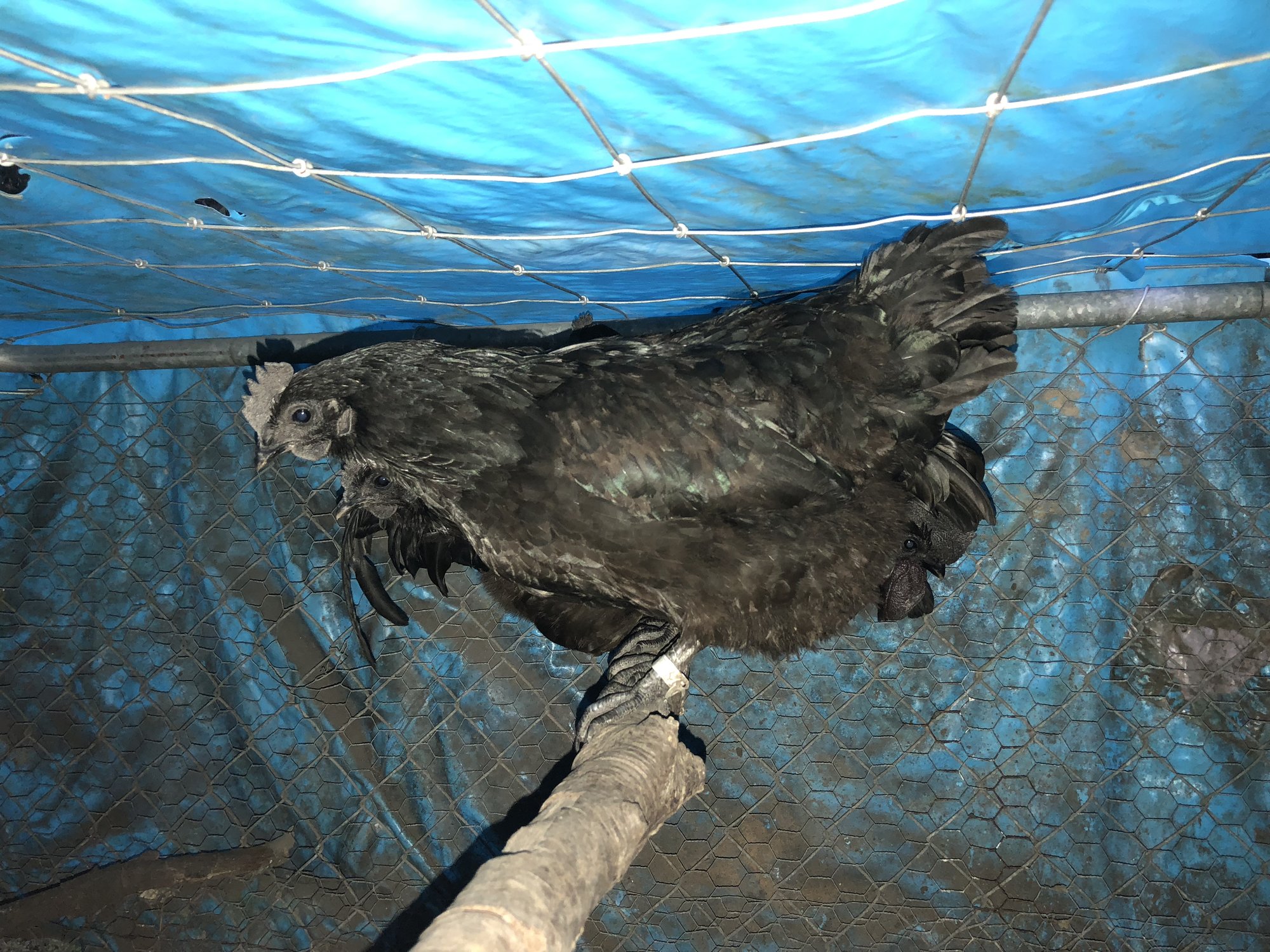 Ayam Cemani
