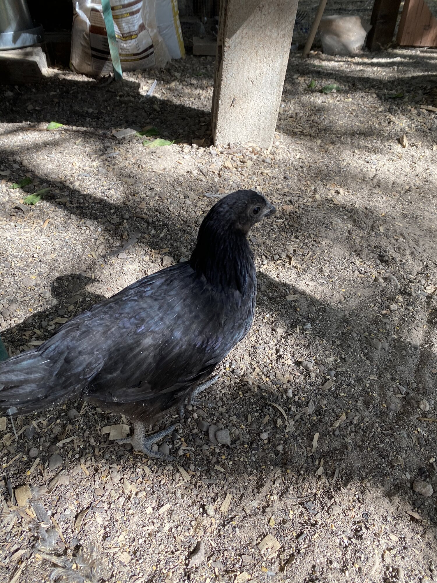 Ayam Cemani