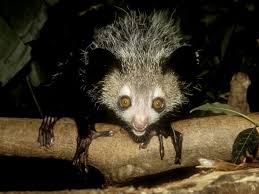 aye aye