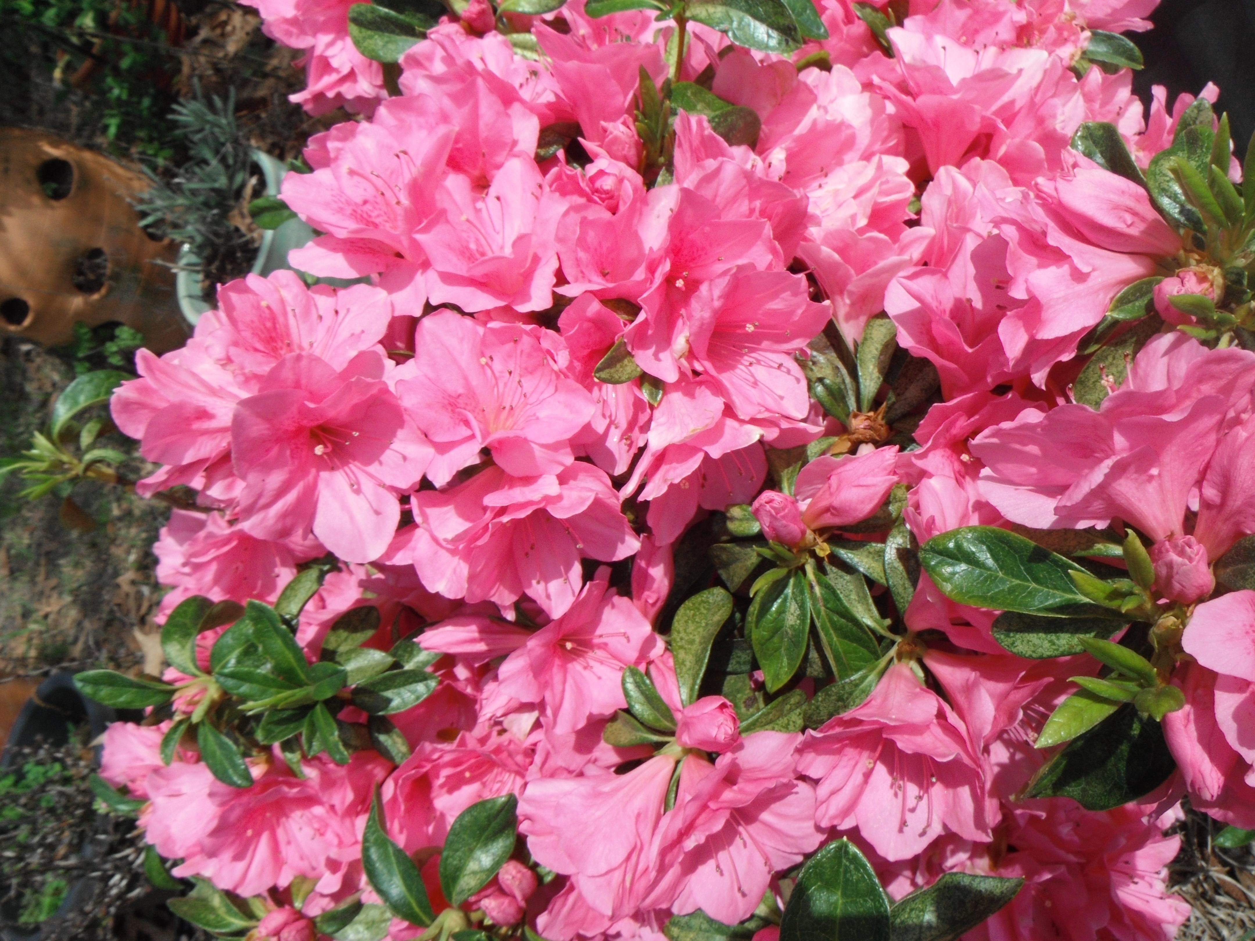 Azalea Flowers