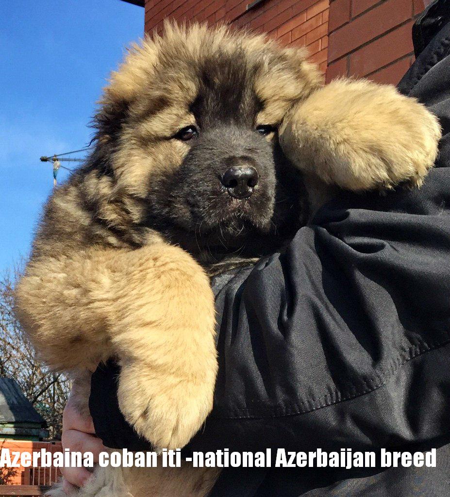 Azerbaijan 
Azerbaijan breed
Azerbaijan coban iti 
Azerbaijan shepherds 
Azerbaijan sheep dog
