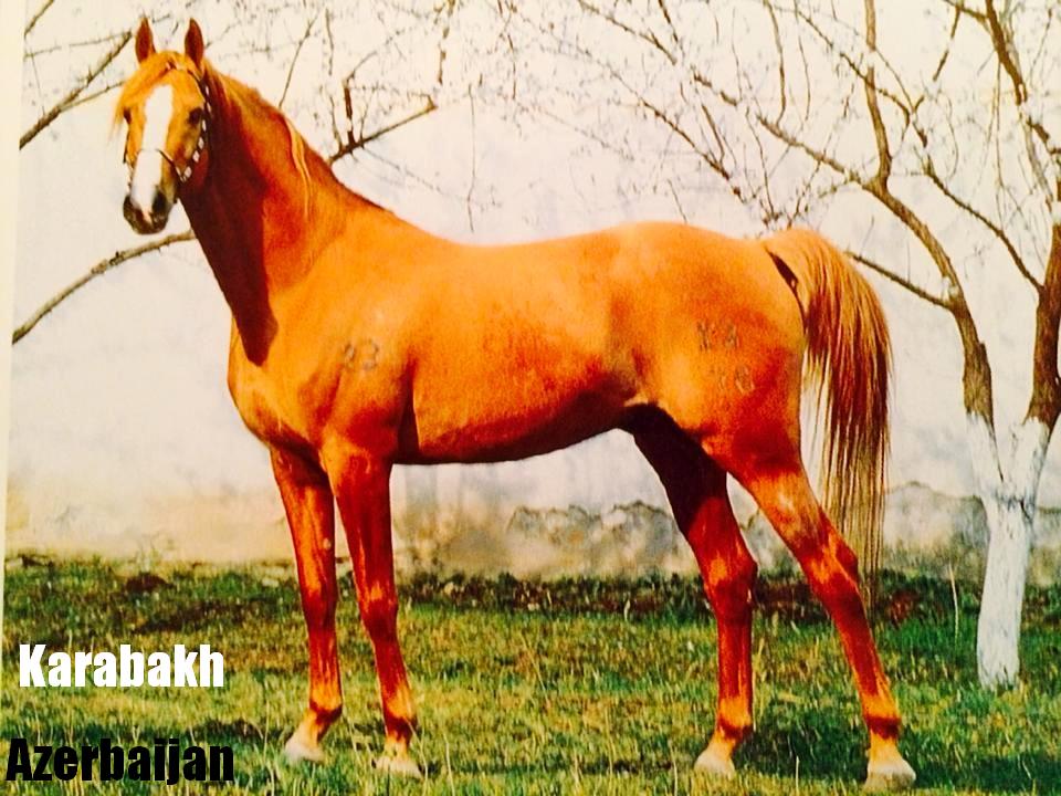Azerbaijan 
Azerbaijan breeds
 Karabakh horse (Azerbaijani: Qarabağ atı)
karabakh