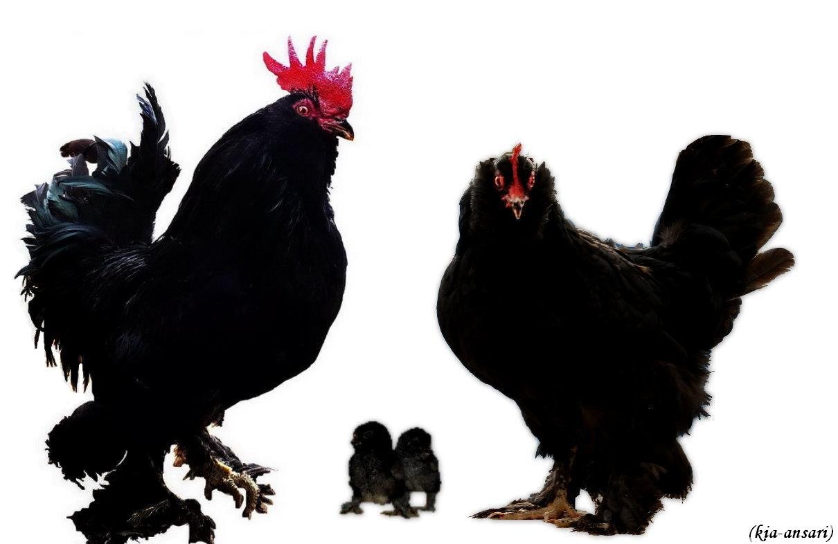 Azerbaijan black 
black breeds