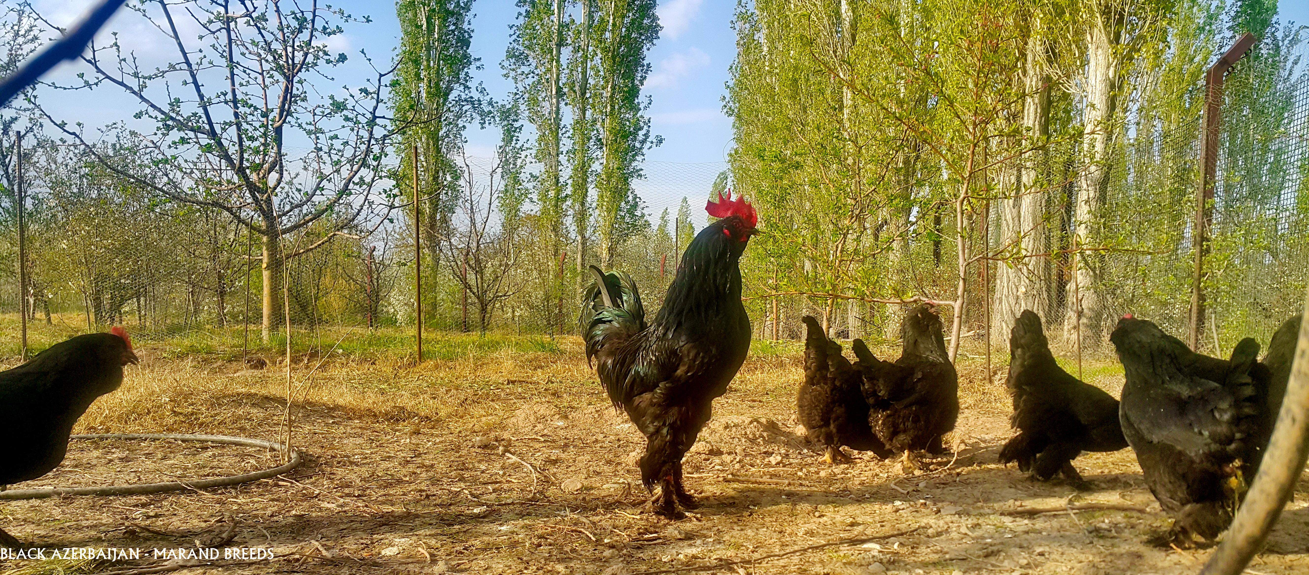 AZERBAIJAN BLACK 
MARAND 
RARE BREED