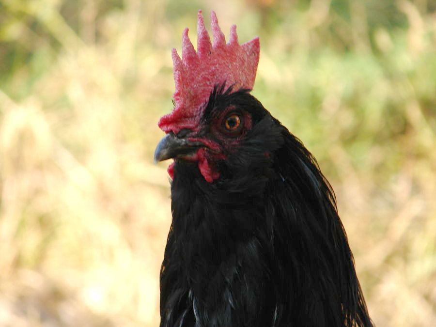 azerbaijan black rooster