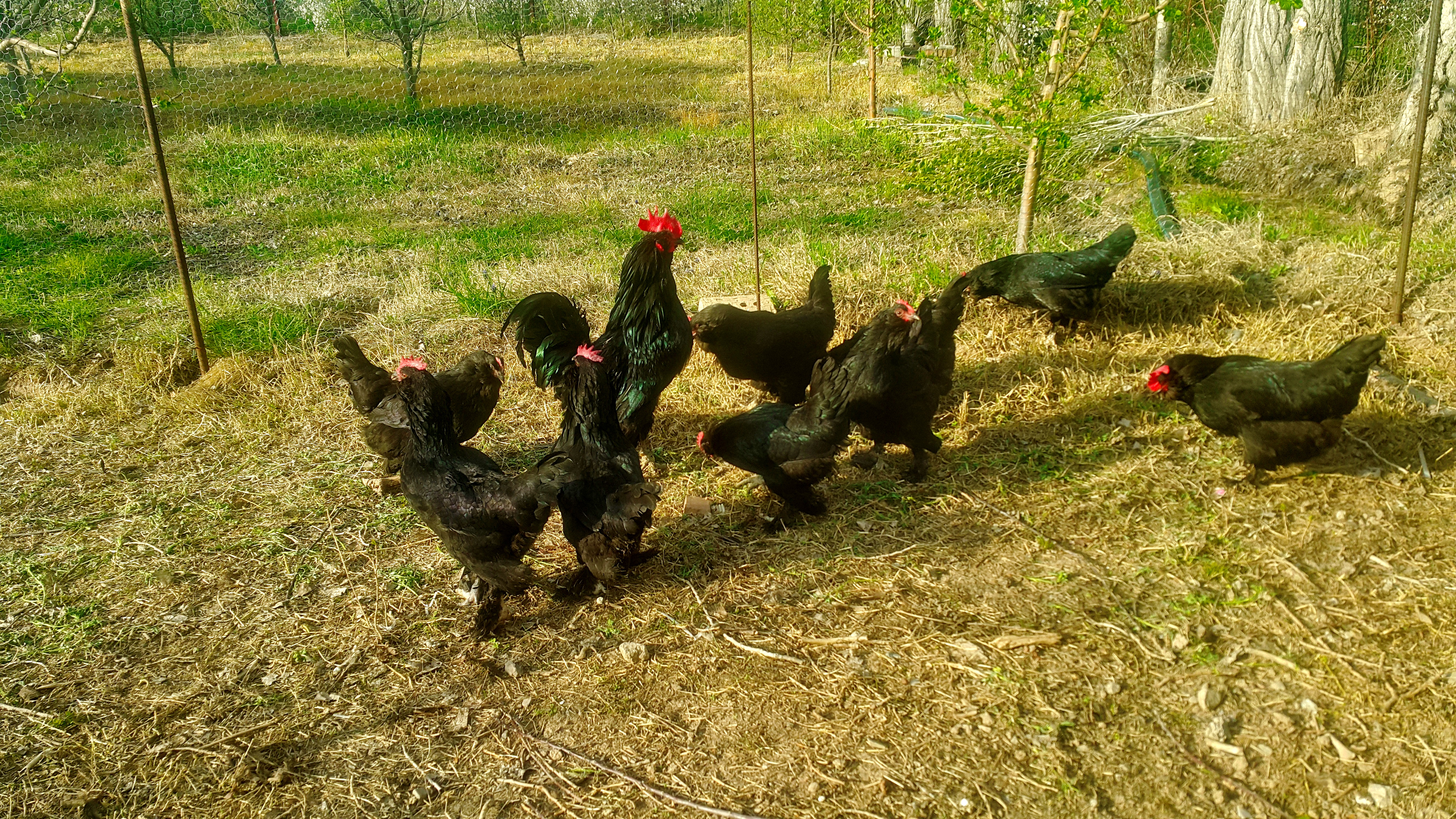 Azerbaijan Blacks 
Azerbaijan breeds