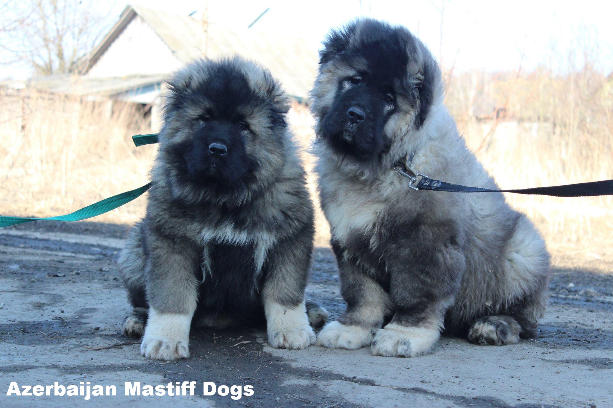Azerbaijan Breed

Azerbaijan Mastiff