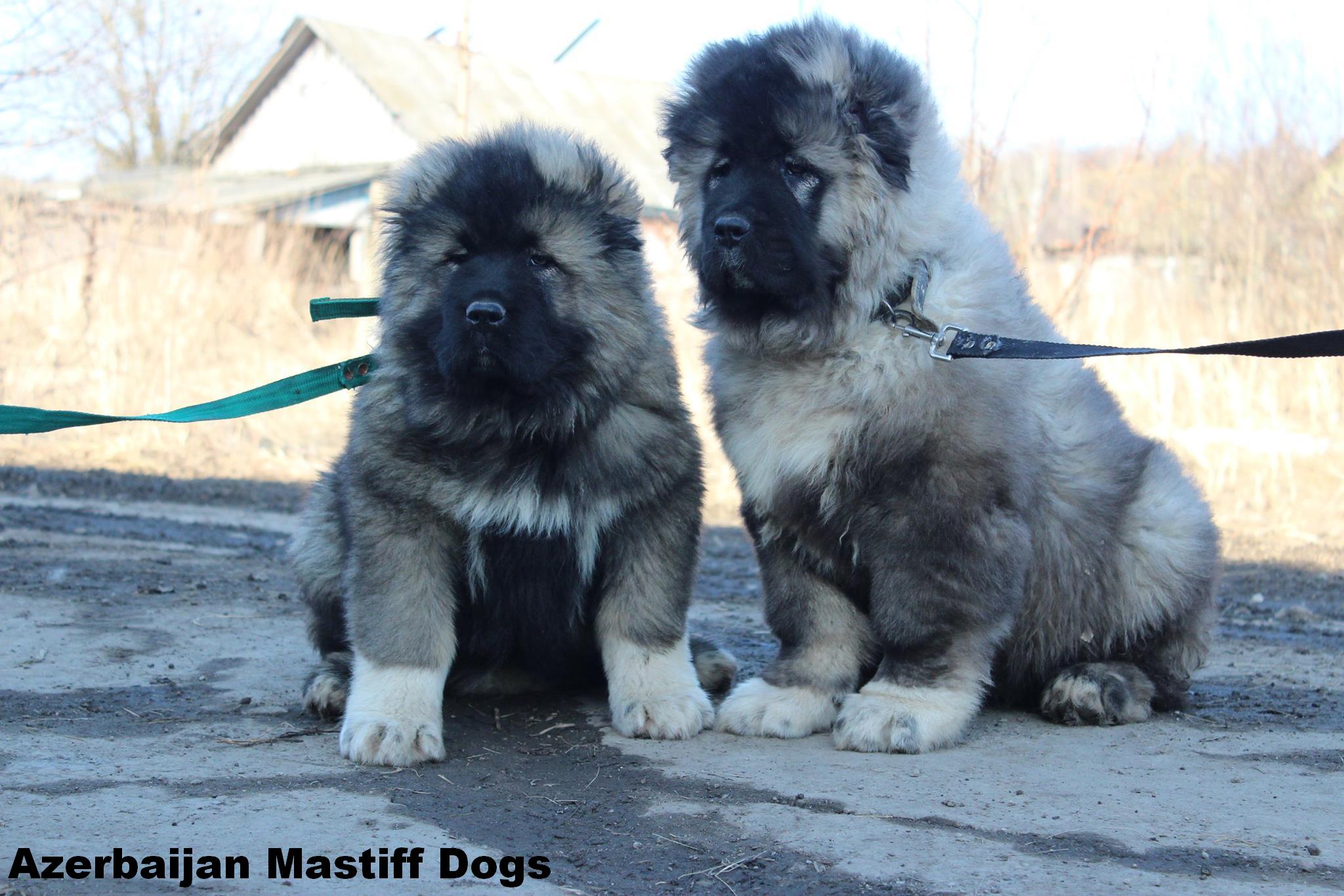 Azerbaijan Breed

Azerbaijan Mastiff