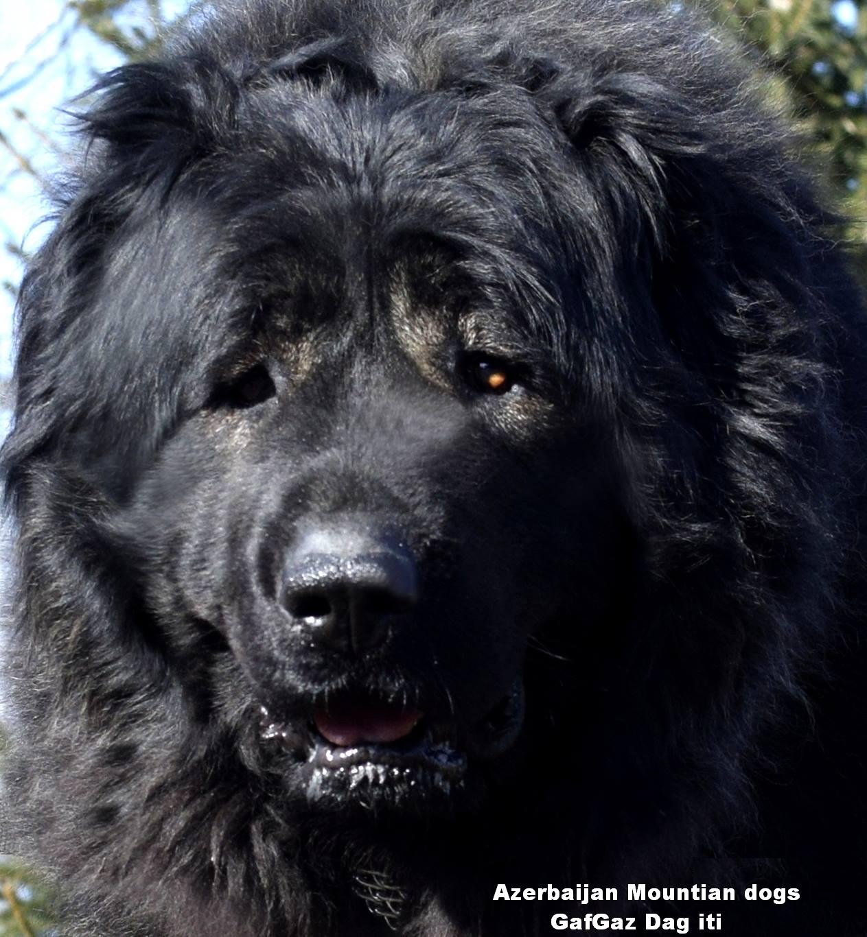 Azerbaijan Breed

Azerbaijan Mastiff