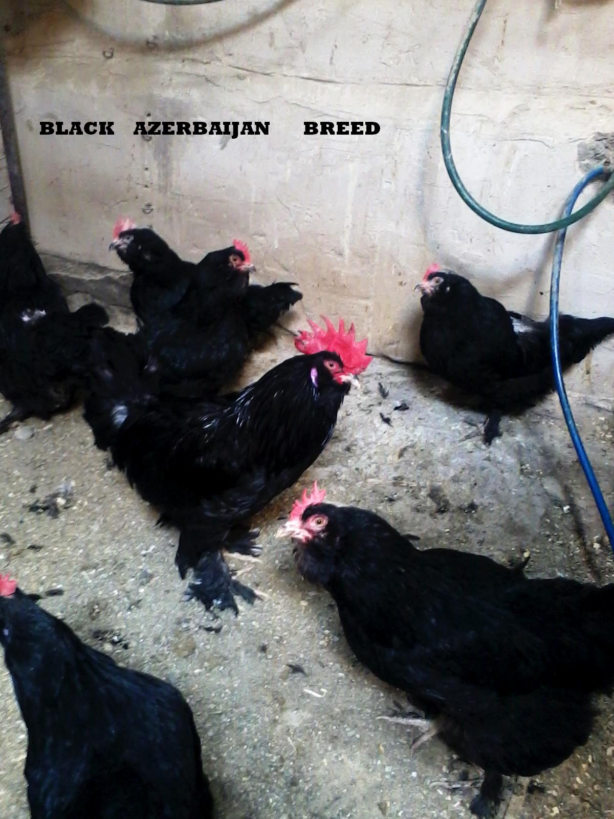 azerbaijan breed