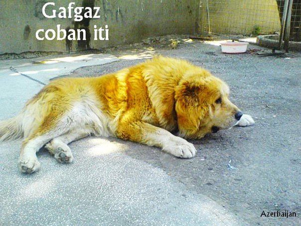 Azerbaijan breed