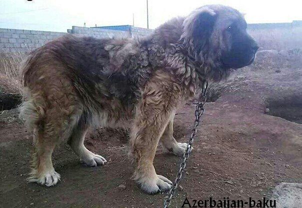 Azerbaijan breed