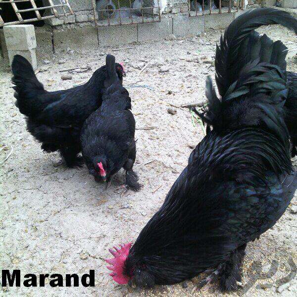 Azerbaijan Breeds

Azerbaijan Blacks