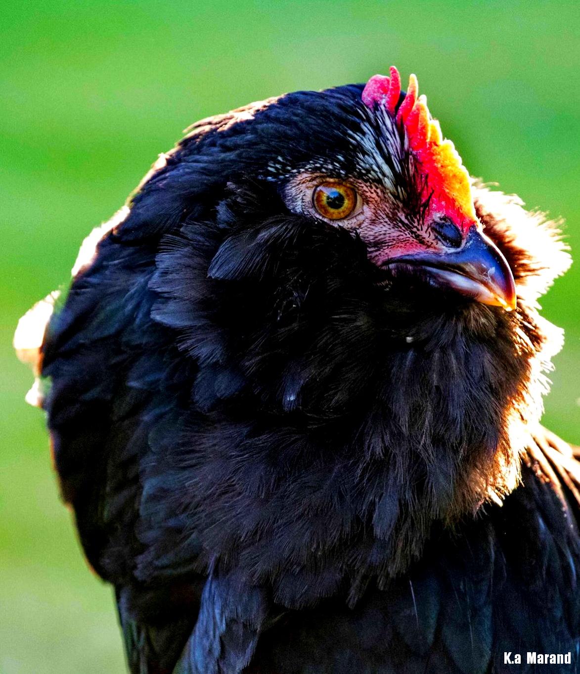 Azerbaijan breeds
Azerbaijan breed 
black Azerbaijan 
Marand hens
rare ploutry