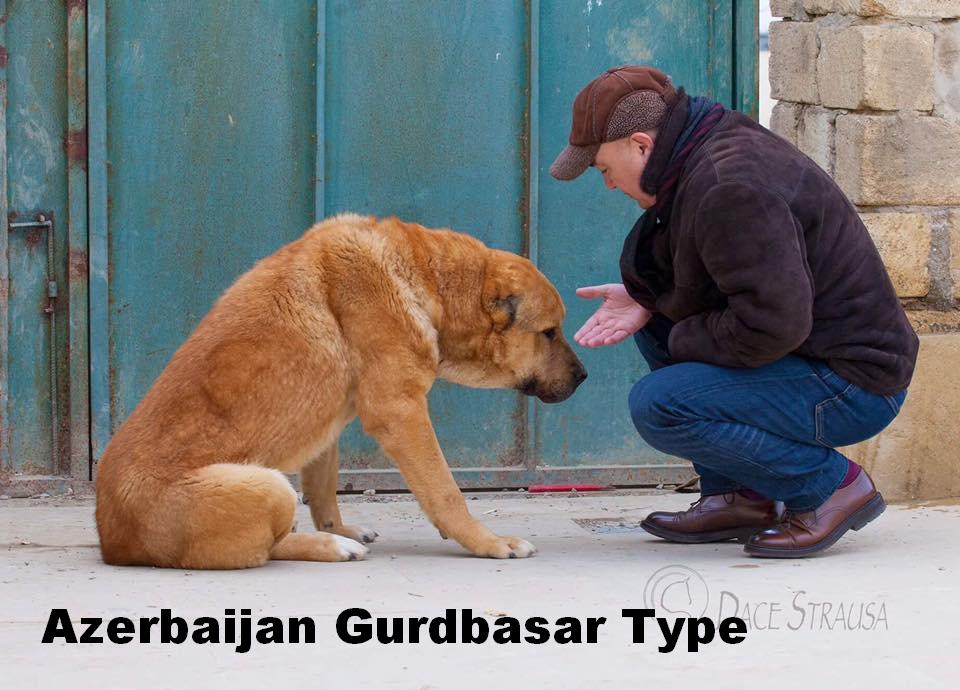 Azerbaijan Breeds

Azerbaijan Gurdbasar

Azerbaijan shepherds
