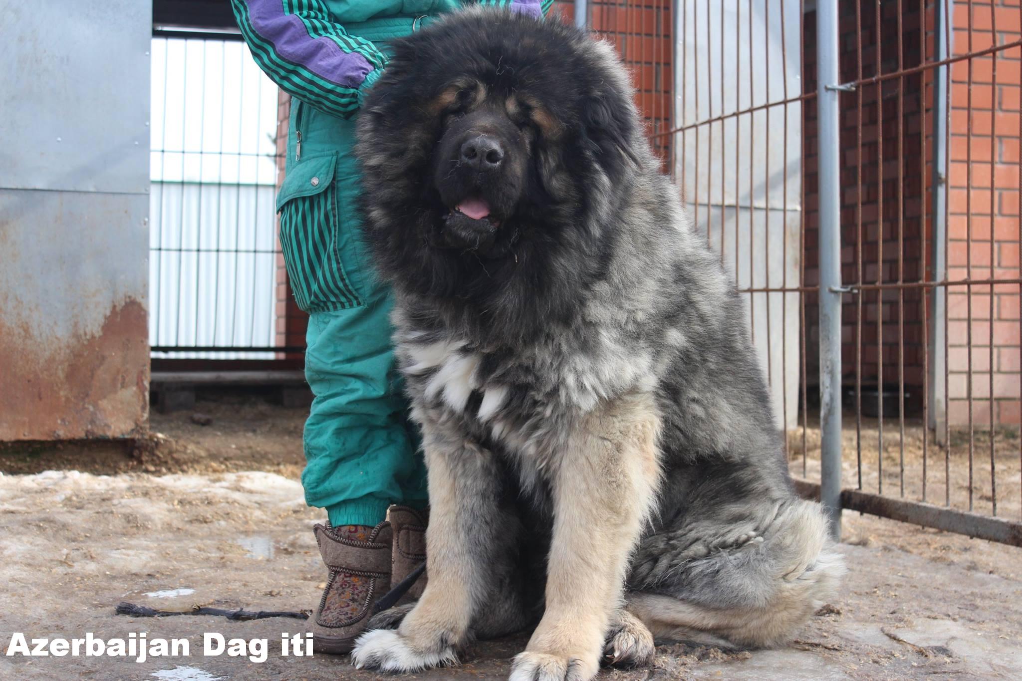 Azerbaijan Breeds

Azerbaijan Mastiff

Azerbaijan Dag iti