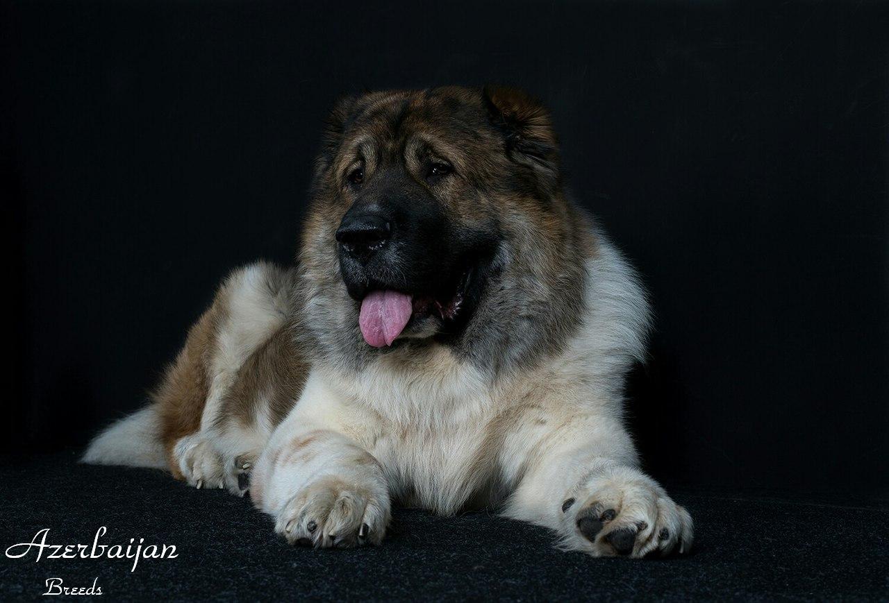 Azerbaijan Breeds
Azerbaijan Mastiff
Azerbaijan DOG Breed
