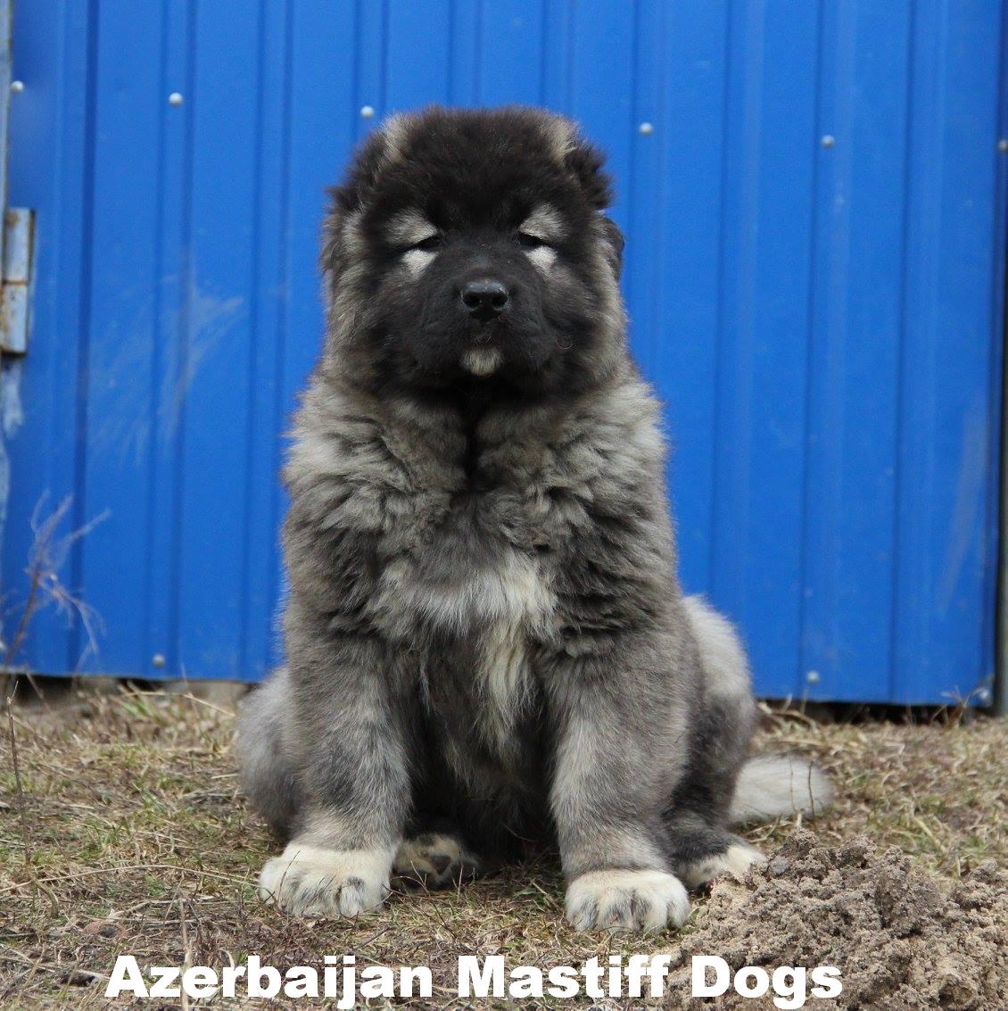 Azerbaijan Breeds
Azerbaijan Mastiff
Azerbaijan DOG Breed