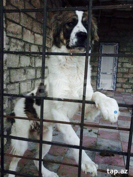 Azerbaijan Breeds
Azerbaijan Mastiff
Azerbaijan DOG Breed