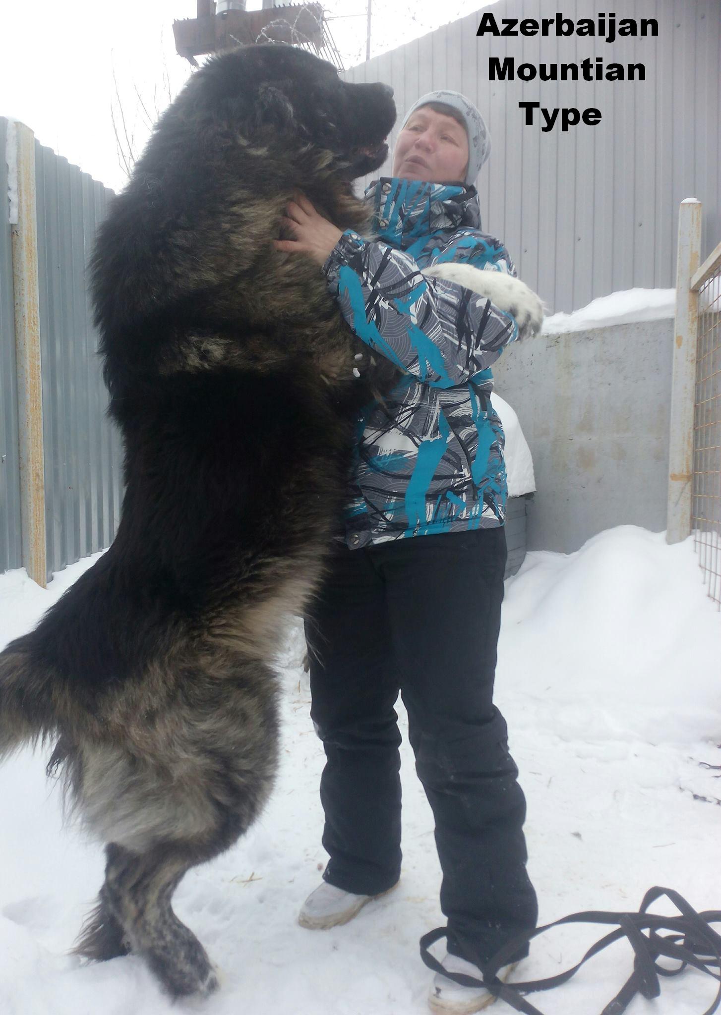 Azerbaijan Breeds
Azerbaijan Mastiff
Azerbaijan DOG Breeds
Azerbaijan Dag iti