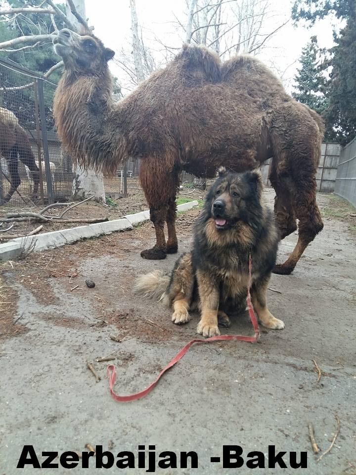 Azerbaijan Breeds

Azerbaijan Mastiff 

Azerbaijan Dog Breeds