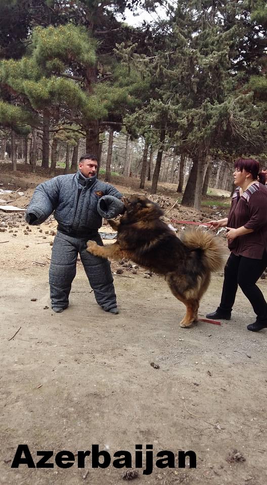 Azerbaijan Breeds

Azerbaijan Mastiff 

Azerbaijan Dog Breeds