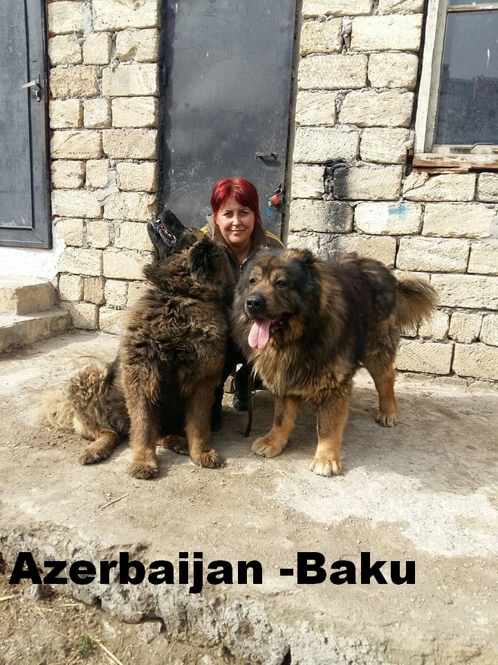 Azerbaijan Breeds

Azerbaijan Mastiff 

Azerbaijan Dog Breeds
