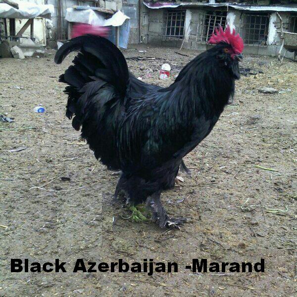 Azerbaijan Breeds

Marand 

black Azerbaijan