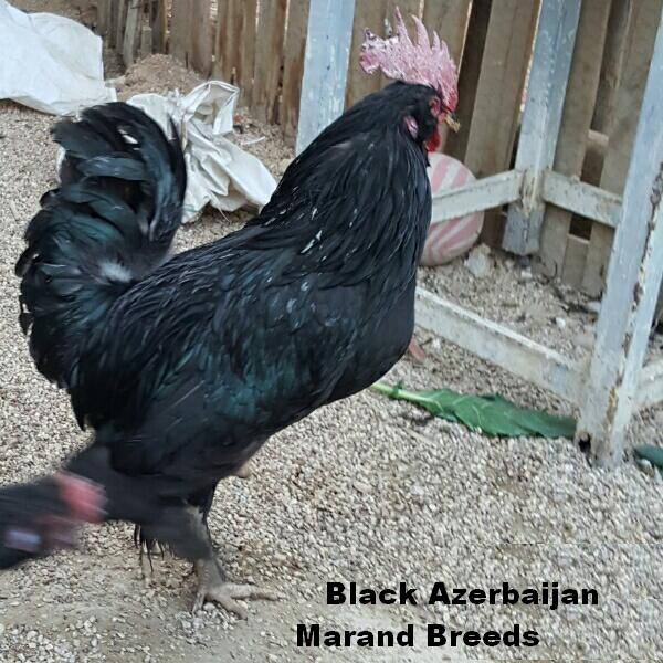 Azerbaijan Breeds


Marand