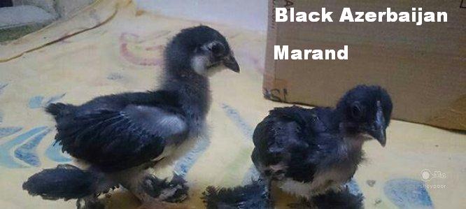 Azerbaijan Breeds


Marand