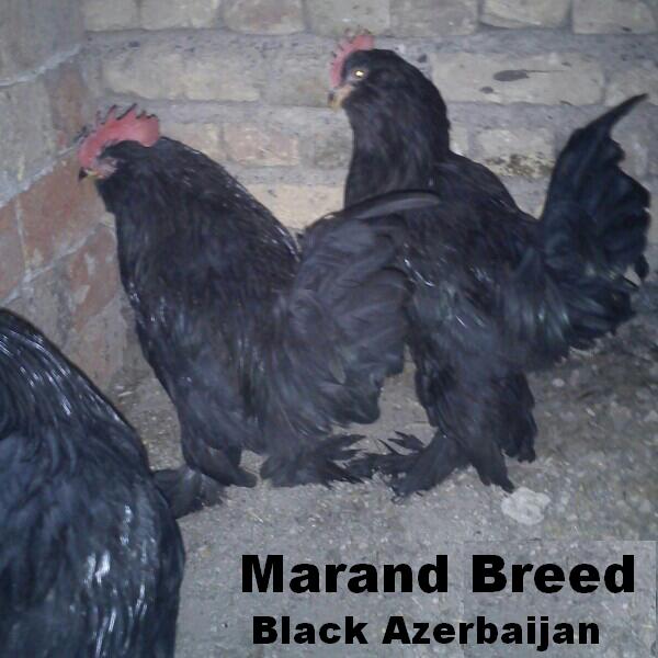Azerbaijan breeds
