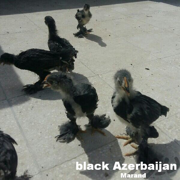 Azerbaijan breeds