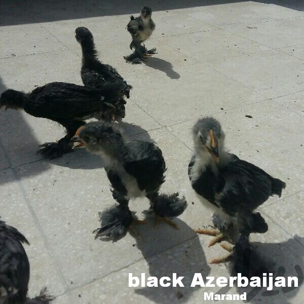Azerbaijan breeds