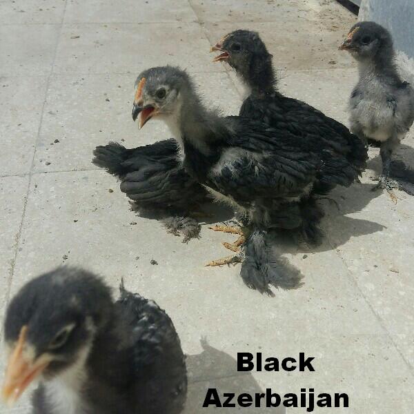 Azerbaijan breeds