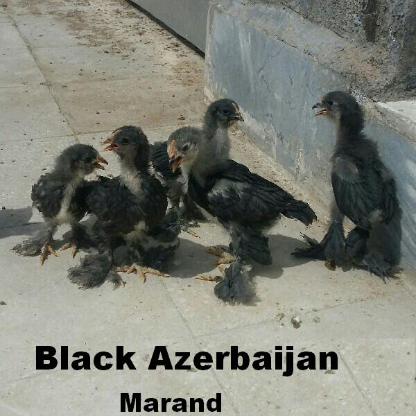 Azerbaijan breeds