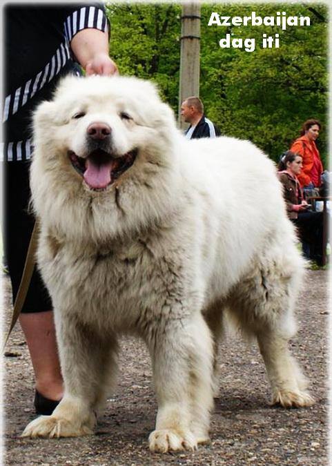 Azerbaijan Breeds