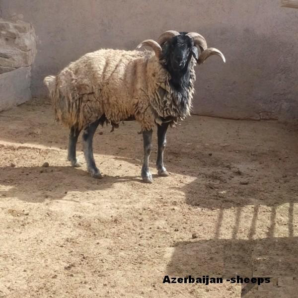 Azerbaijan Breeds
