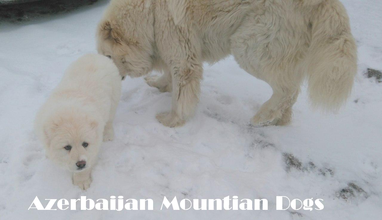 Azerbaijan Breeds