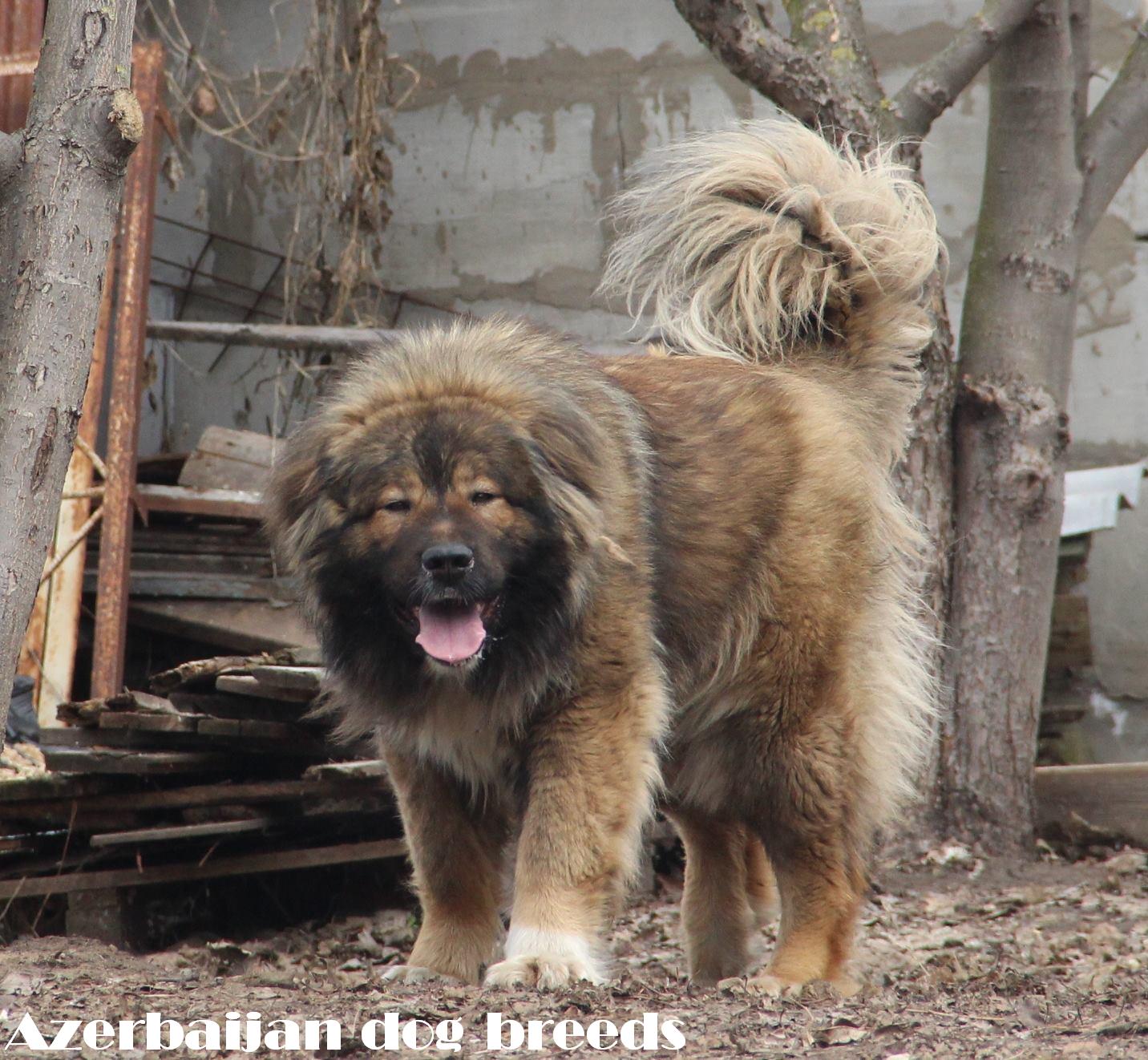Azerbaijan breeds