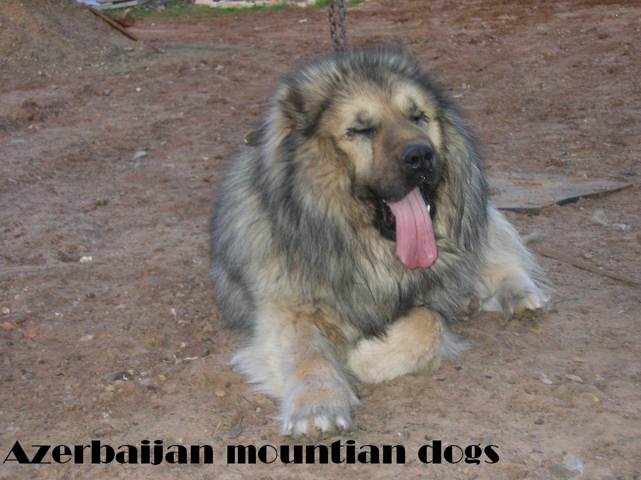Azerbaijan breeds