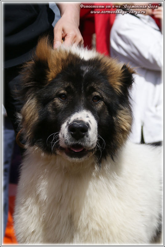 Azerbaijan breeds