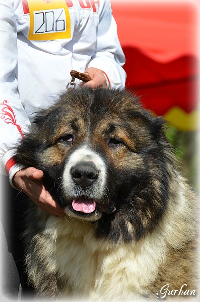 Azerbaijan breeds