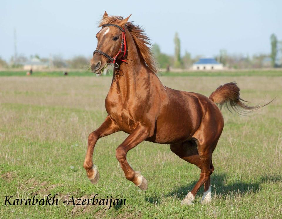 Azerbaijan Breeds