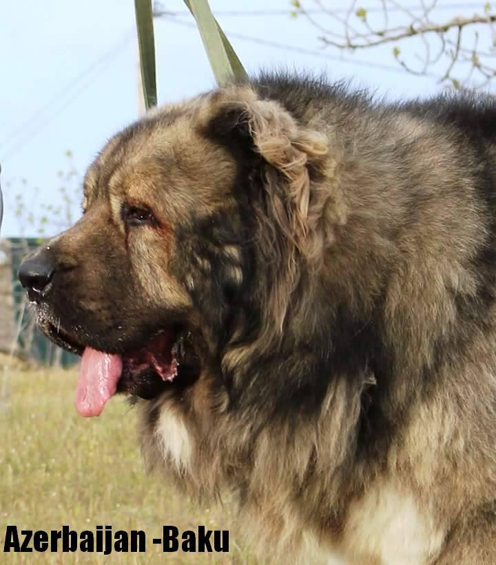 Azerbaijan  breeds