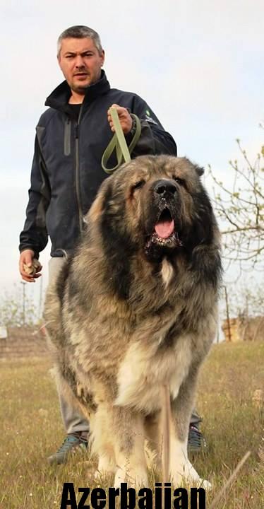 Azerbaijan  breeds