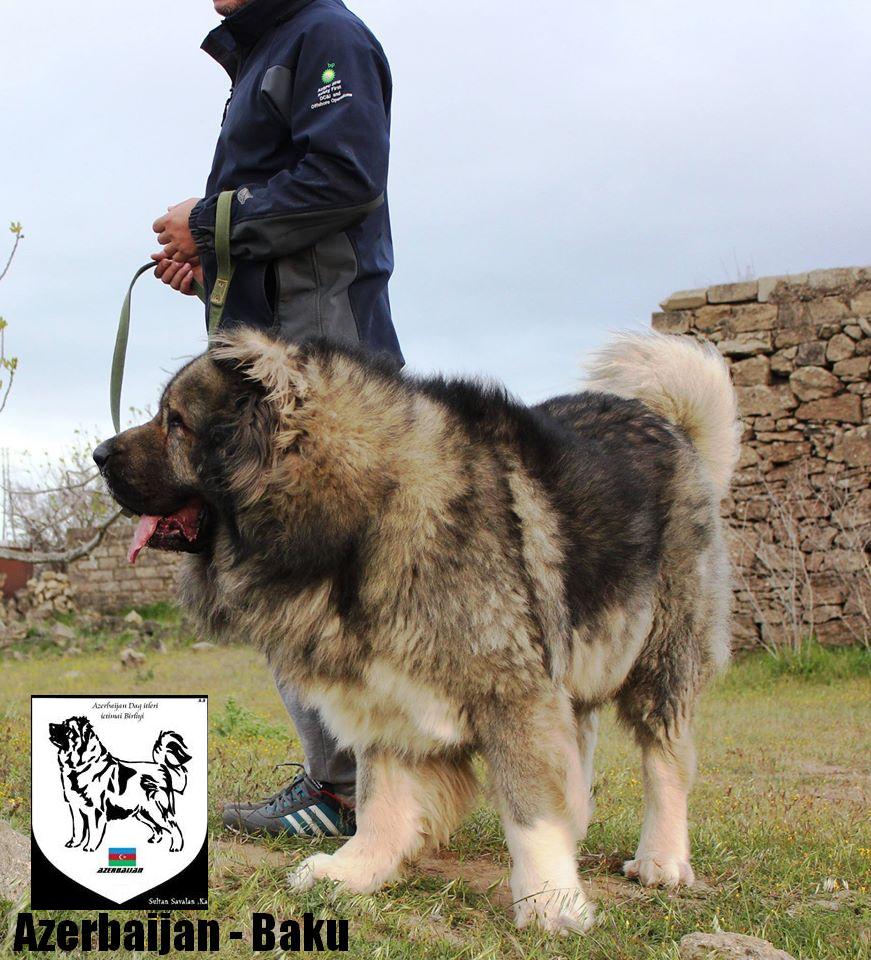 Azerbaijan  breeds